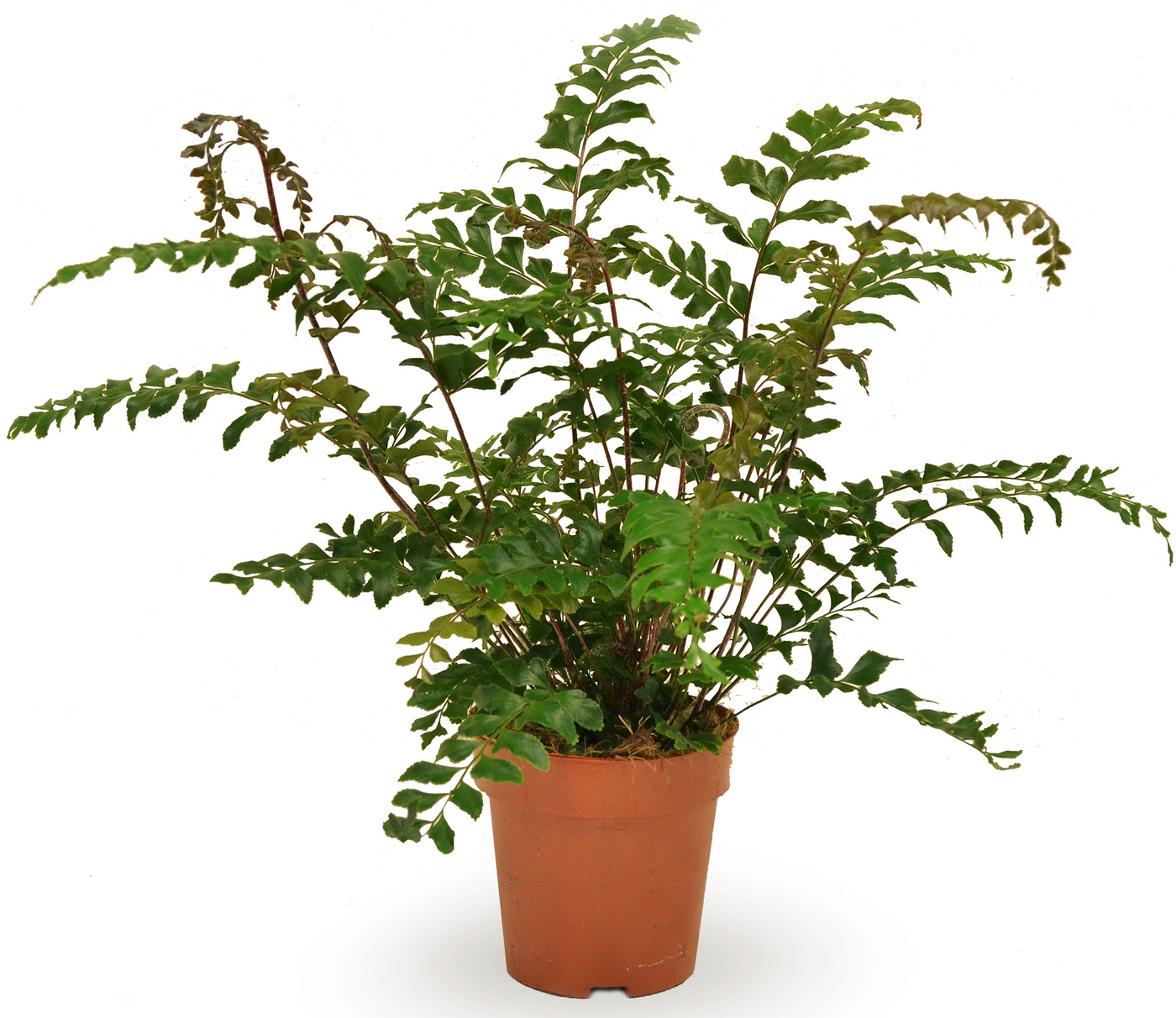 Planta naturala H35cm Didymochlaena truncatula PS12/ in pamant