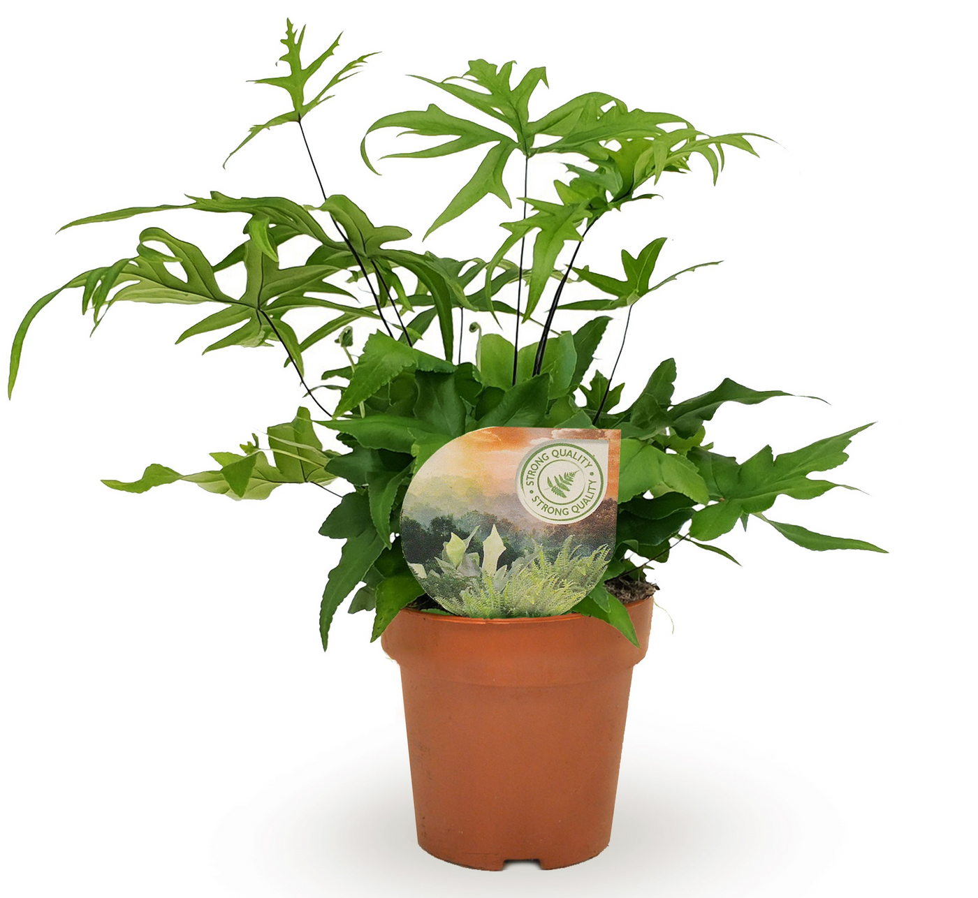 Planta naturala H35cm Doryopteris pedata PS12/ in pamant