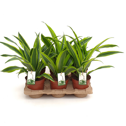 Planta naturala H35cm Dracaena fragrans Lemon Lime PS12/ in pamant