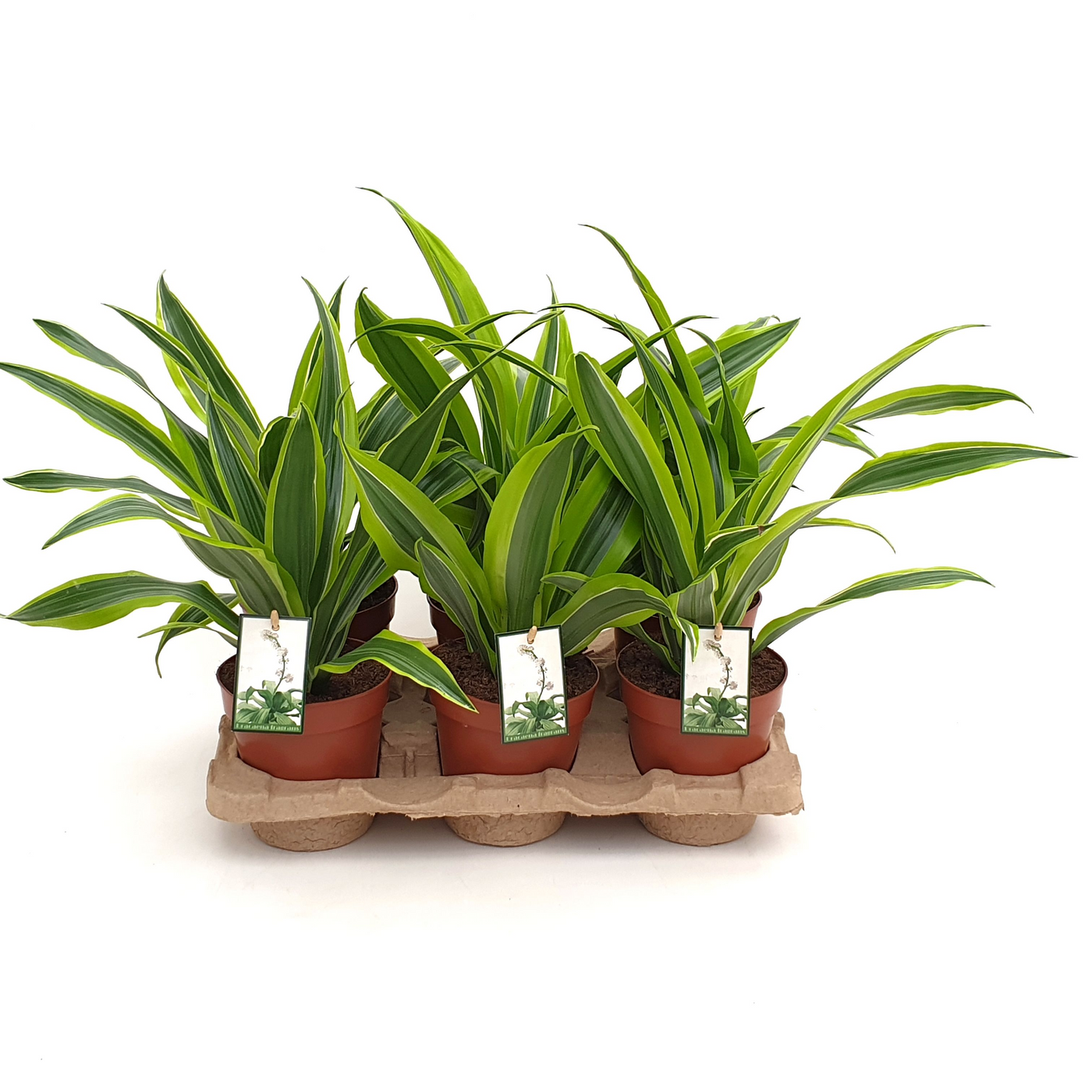 Planta naturala H35cm Dracaena fragrans Lemon Lime PS12/ in pamant