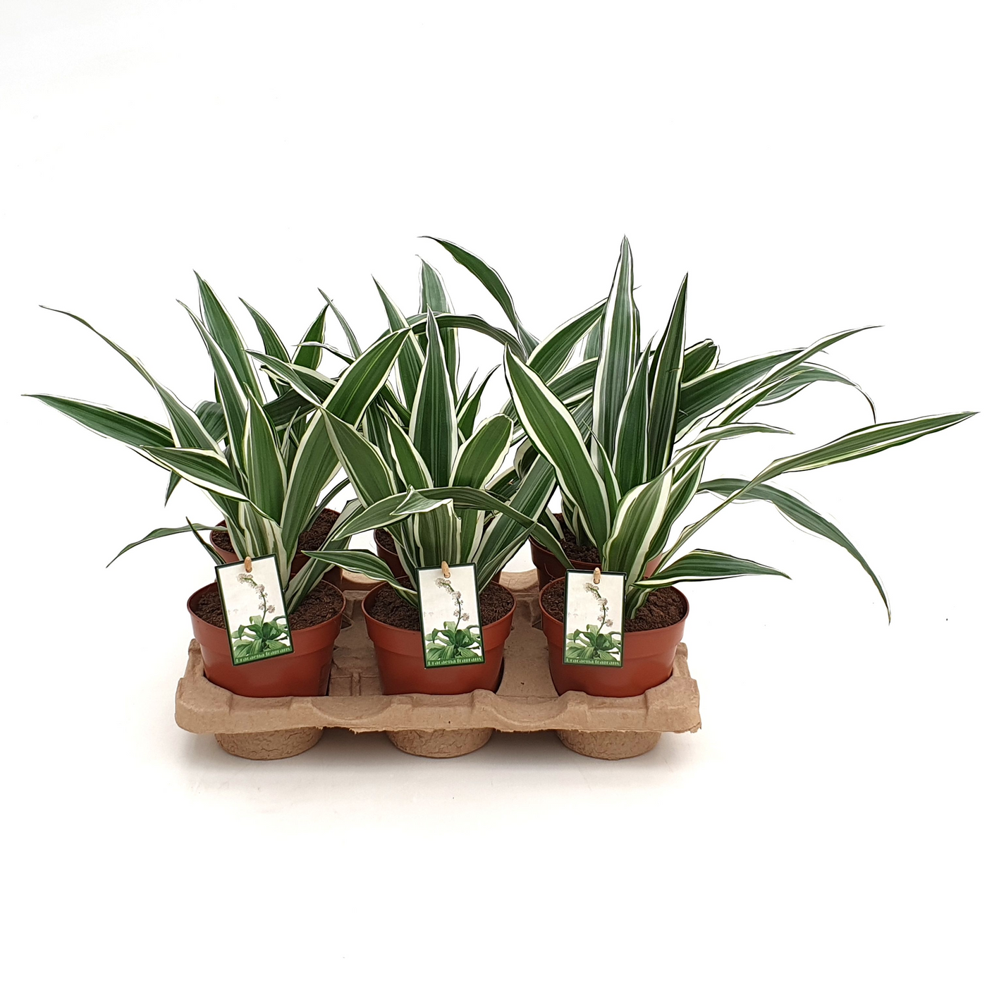 Planta naturala H35cm Dracaena fragransc White Stripe PS12/ in pamant
