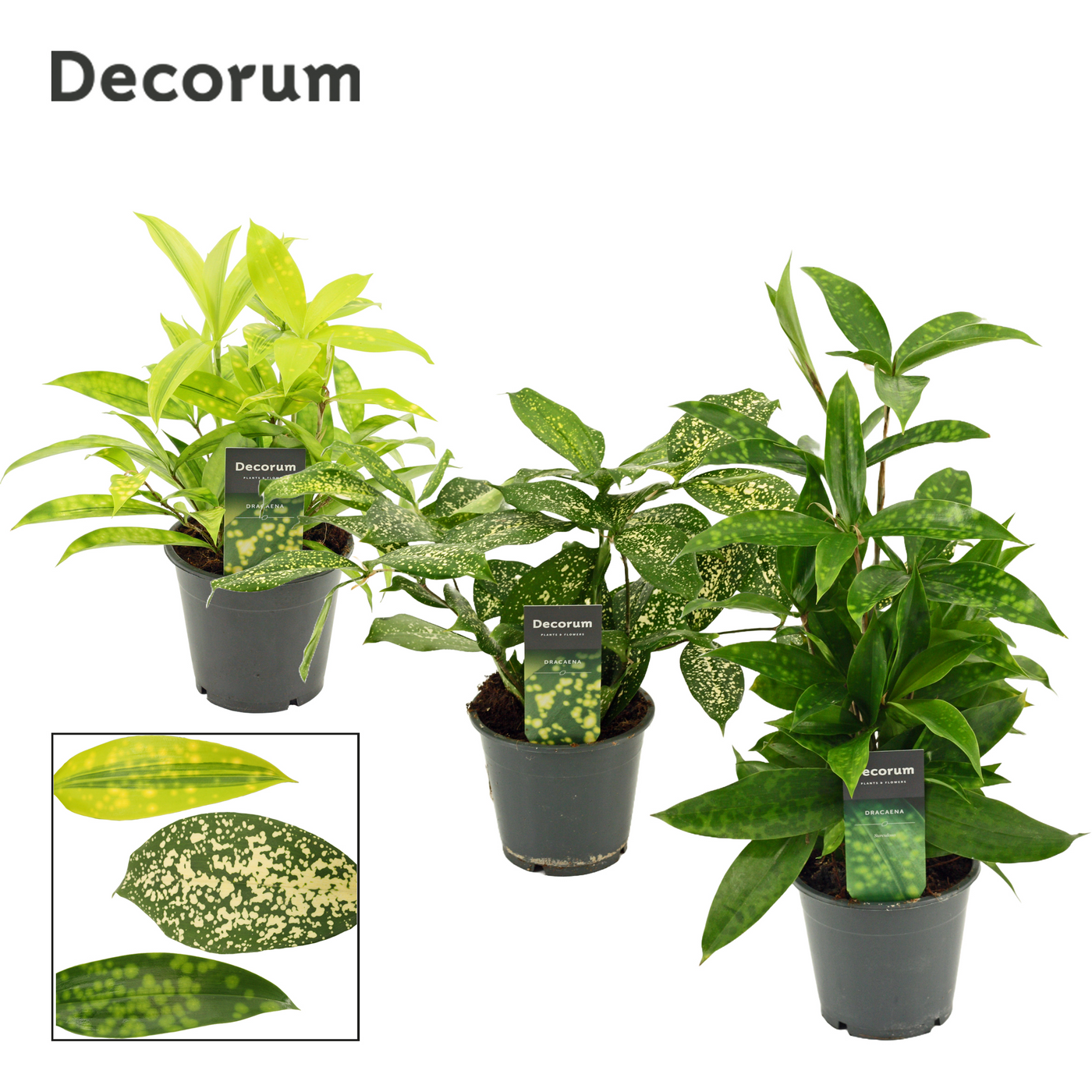 Planta naturala H35cm Dracaena mix PS12/ in pamant