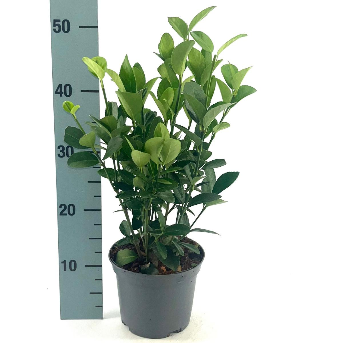 Planta naturala H35cm Euonymus jap. Green Millenium PS17/ in pamant