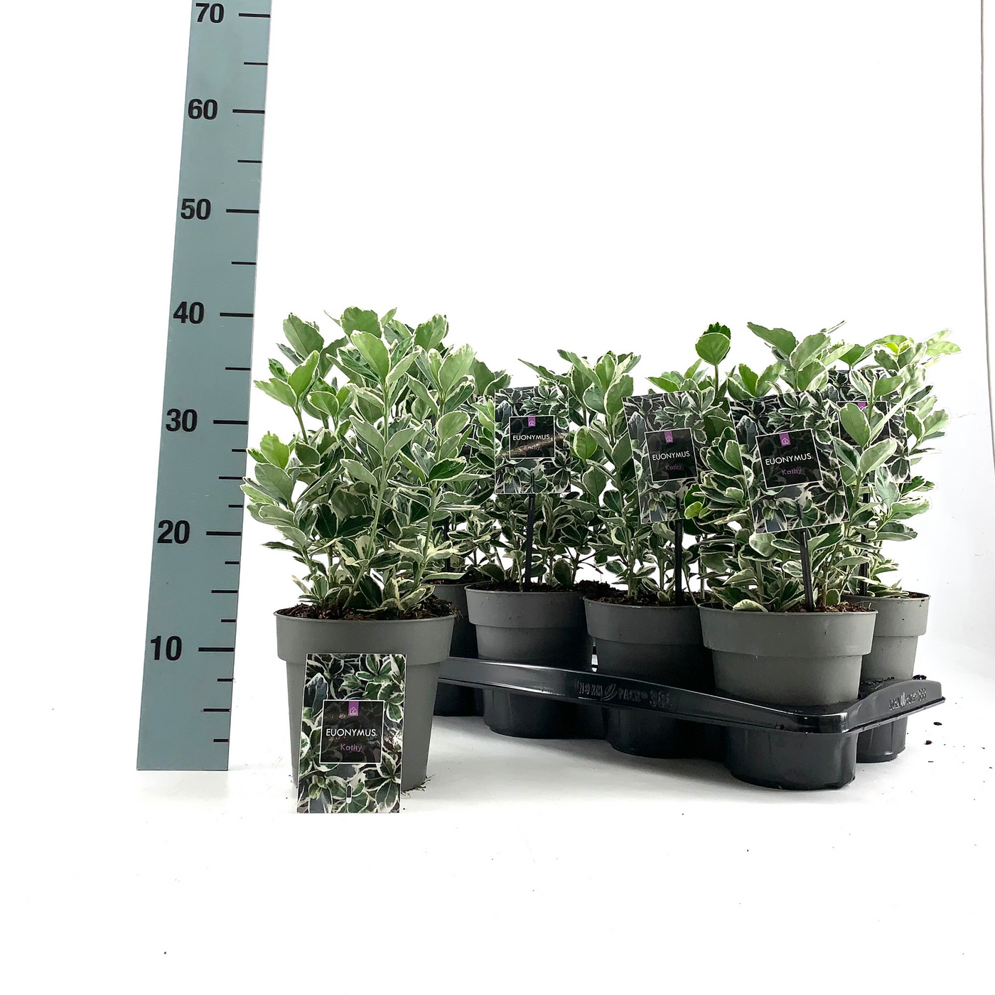 Planta naturala H35cm Euonymus japonicus 'Kathy' PS15/ in pamant