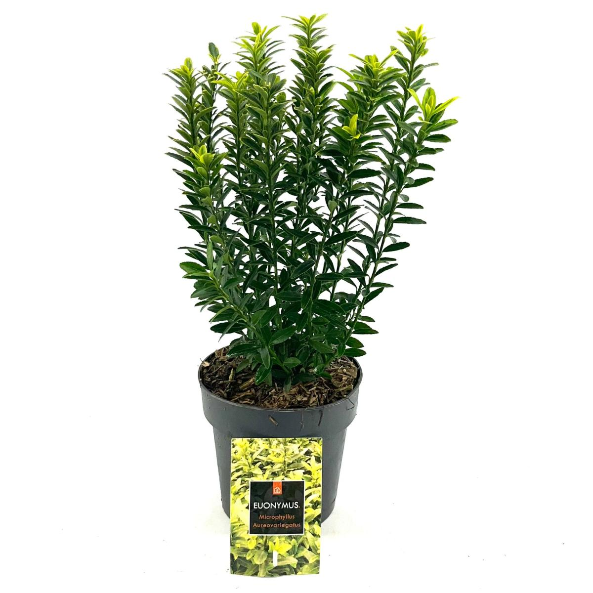 Planta naturala H35cm Euonymus japonicus 'Microphyllus Aureovariegatus' PS15/ in pamant