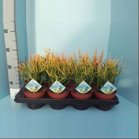 Planta naturala H35cm Euphorbia tirucalli PS13/ in pamant