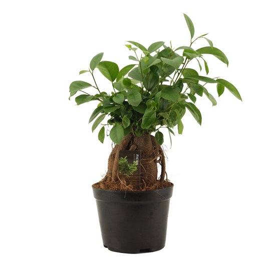 Planta naturala H35cm Ficus Ginseng Retusa PS14/ in pamant