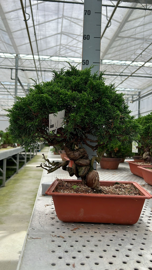 Planta naturala H35cm Juniperus chinensis PS25/ in pamant