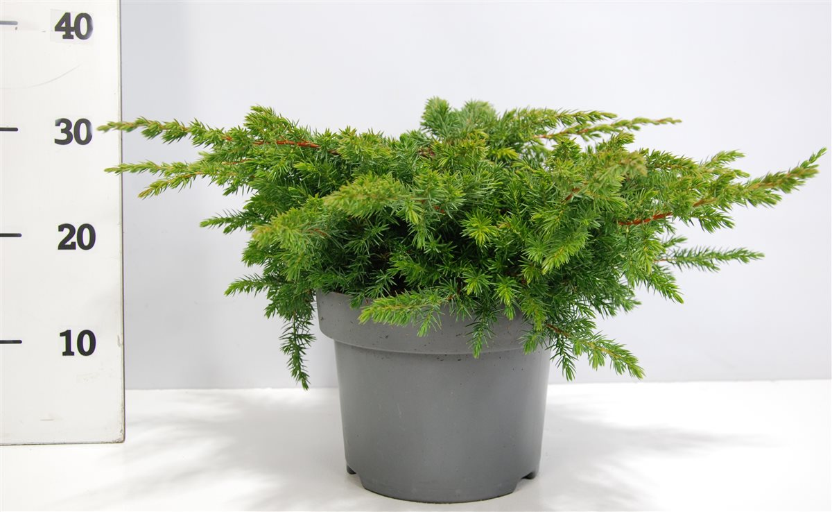 Planta naturala H35cm Juniperus conferta 'Schlager' PS23/ in pamant
