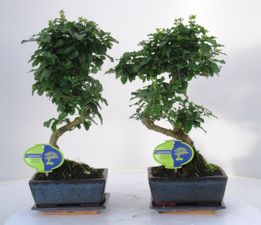 Planta naturala H35cm Ligustrum sinense Bonsai PS20/ in pamant