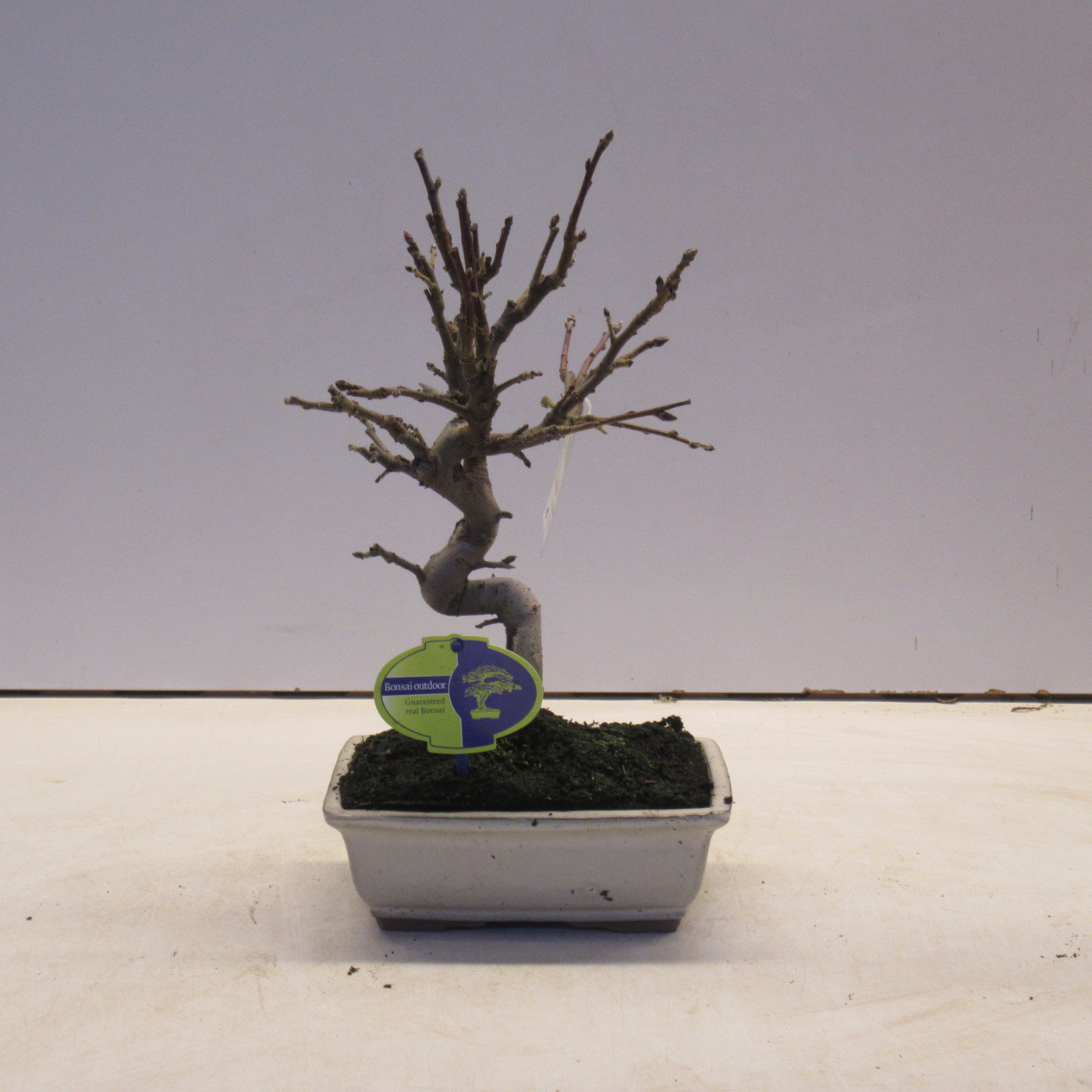 Planta naturala H35cm Malus domestica PS19/ in pamant