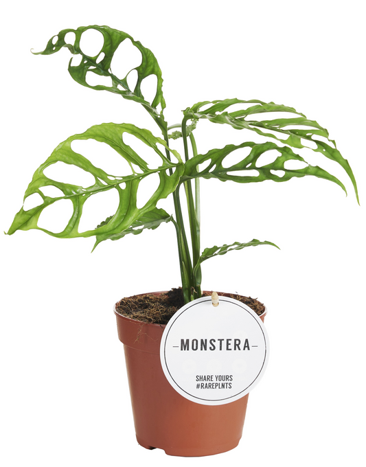 Planta naturala H35cm Monstera Obliqua Peru PS12/ in pamant