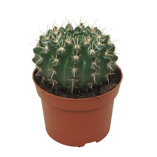 Planta naturala H35cm Opuntia consulea PS13/ in pamant