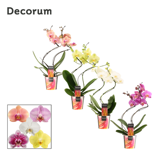 Planta naturala H35cm Phalaenopsis mix PS9/8.5cm in pamant