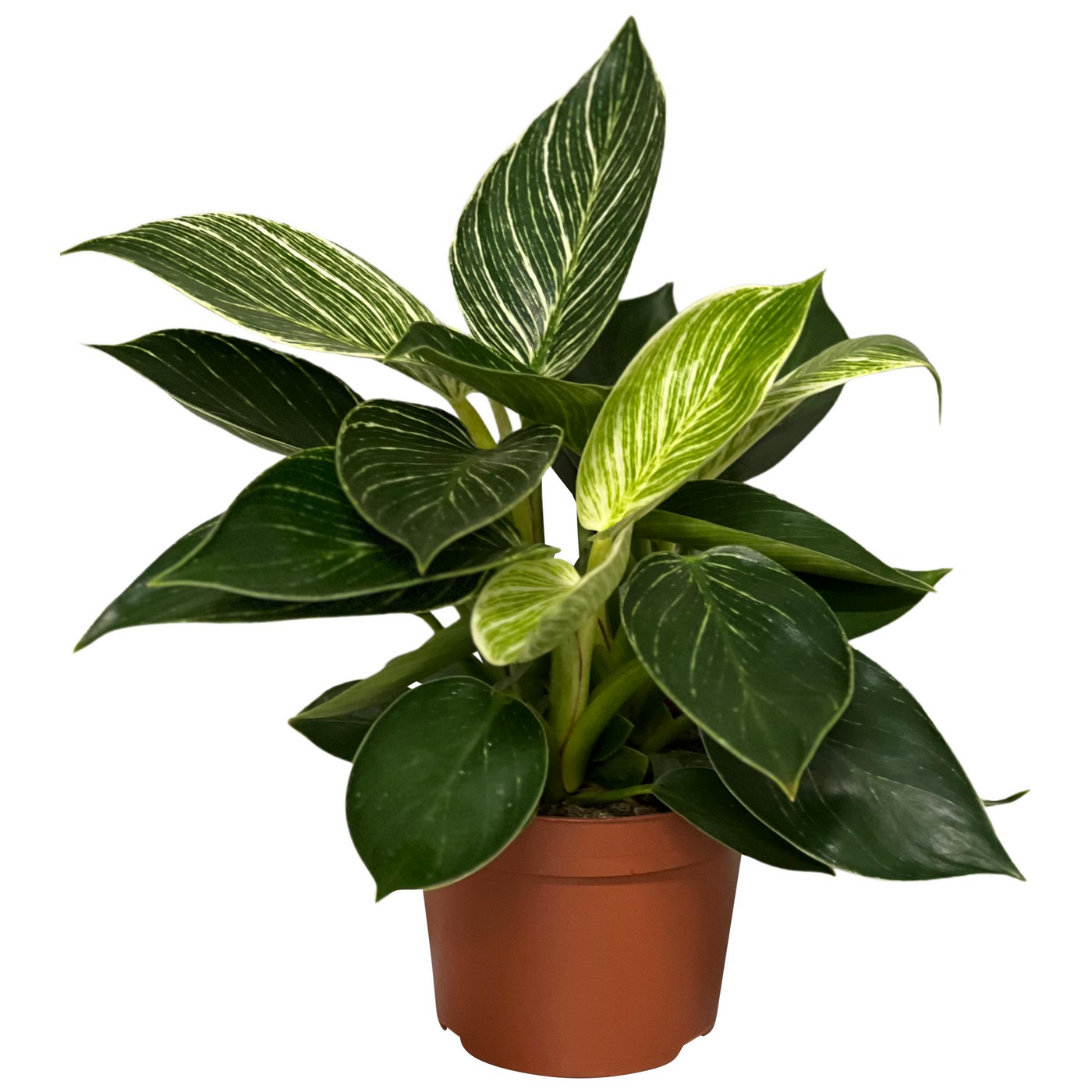 Planta naturala H35cm Philodendron 'Birkin' PS12/ in pamant