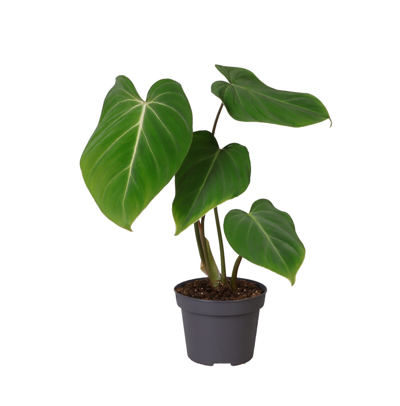 Planta naturala H35cm Philodendron gloriosum PS12/ in pamant