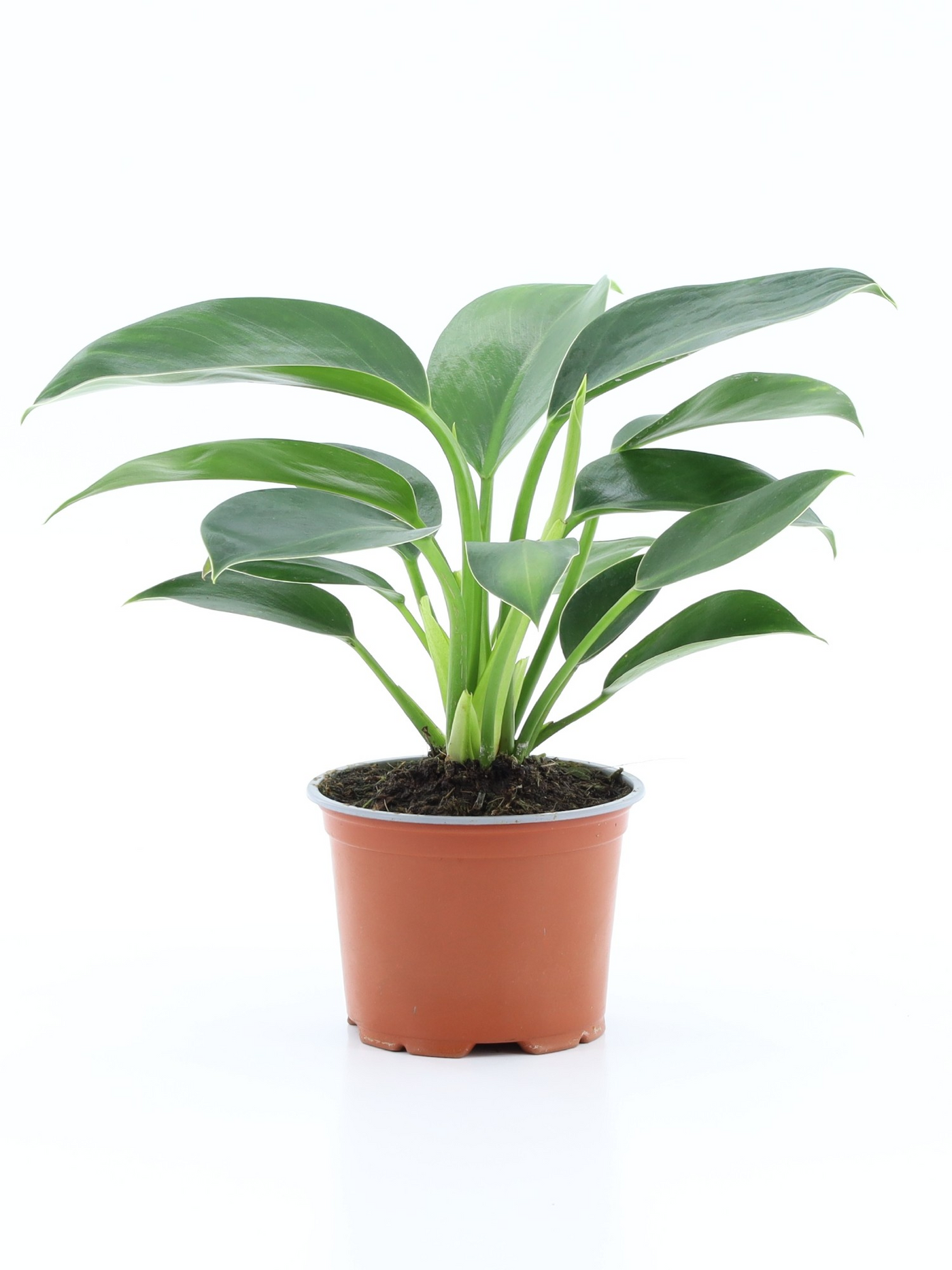 Planta naturala H35cm Philodendron Green Line PS12/ in pamant