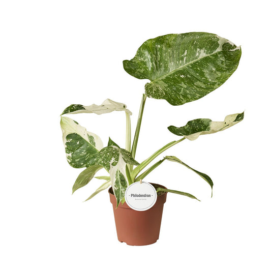 Planta naturala H35cm Philodendron 'Jose Buono' PS15/12cm in pamant