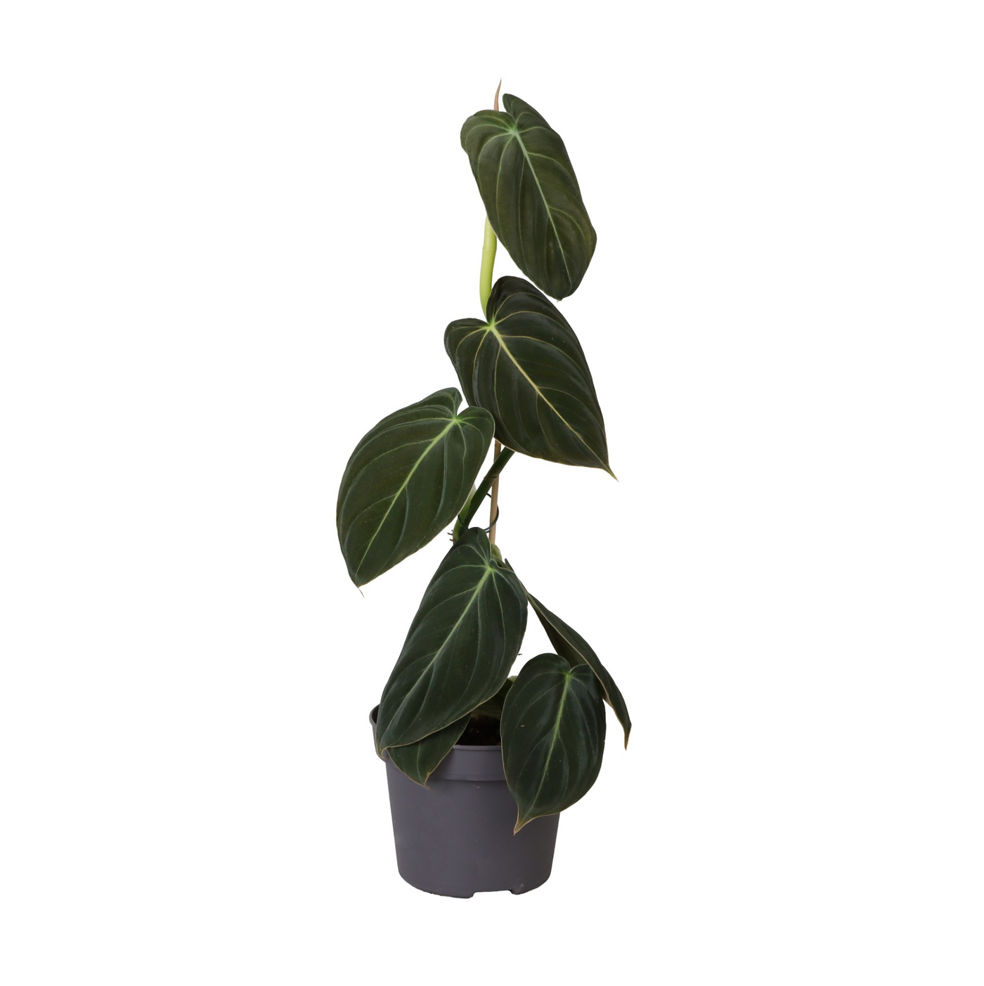 Planta naturala H35cm Philodendron melanochrysum PS12/ in pamant