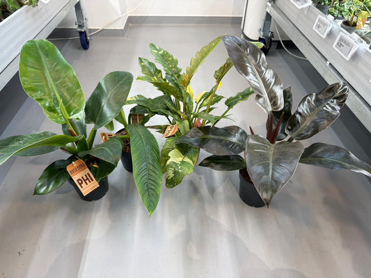 Planta naturala H35cm Philodendron mix PS14/12cm in pamant