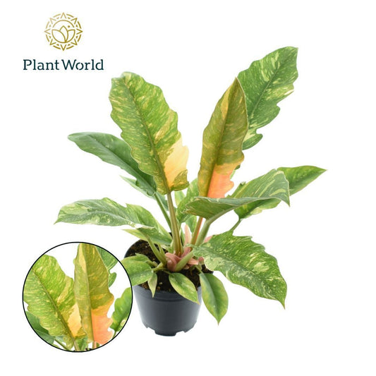 Planta naturala H35cm Philodendron 'Ring of Fire' PS14/11cm in pamant