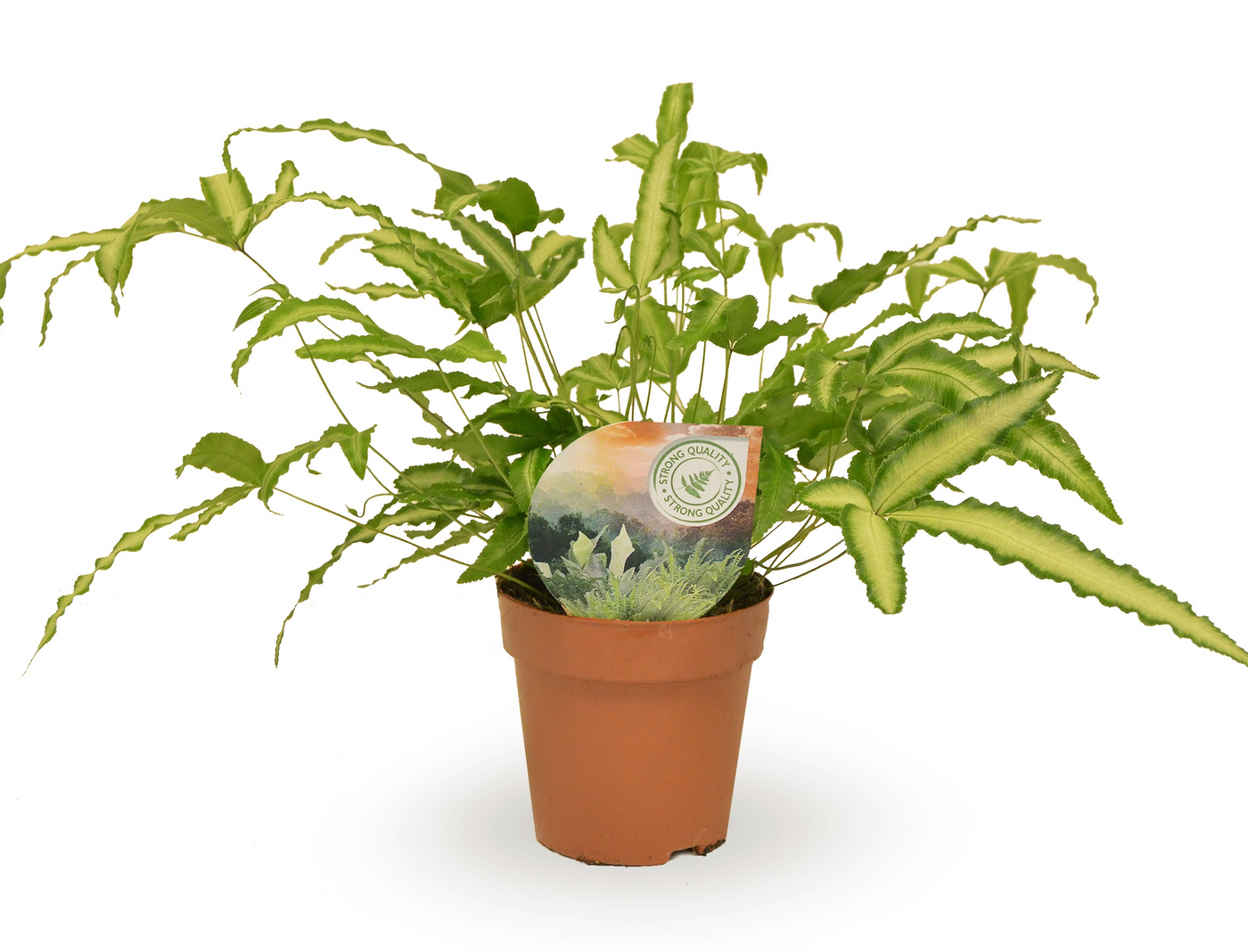 Planta naturala H35cm Pteris cretica 'Albolineata' PS12/ in pamant