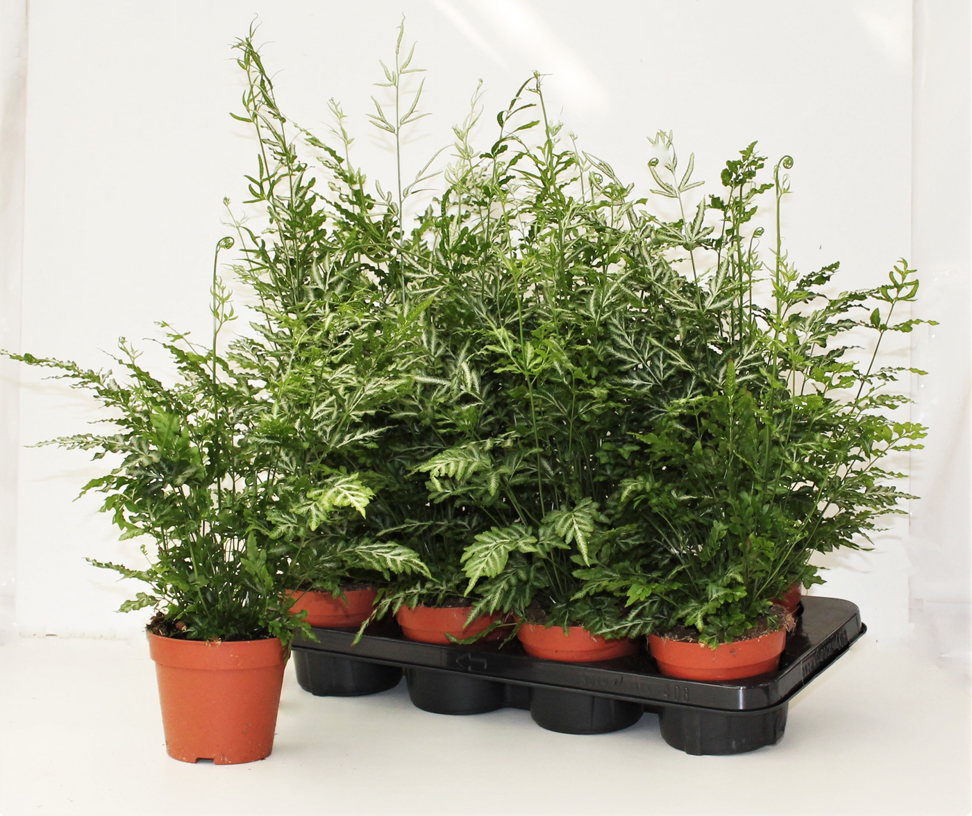 Planta naturala H35cm Pteris ensiformis 'Evergemiensis' PS12/ in pamant