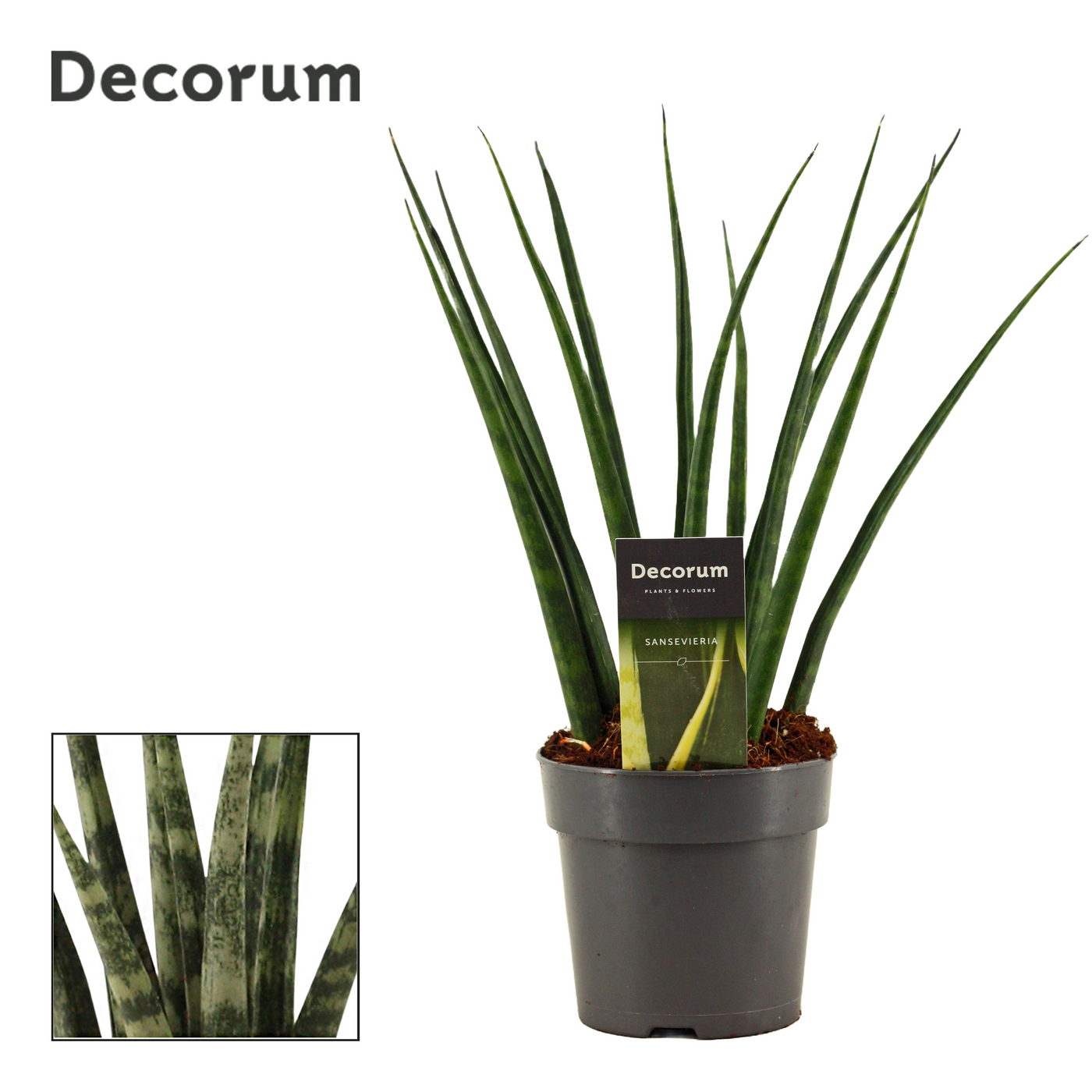 Planta naturala H35cm Sansevieria 'Fernwood' PS12/ in pamant