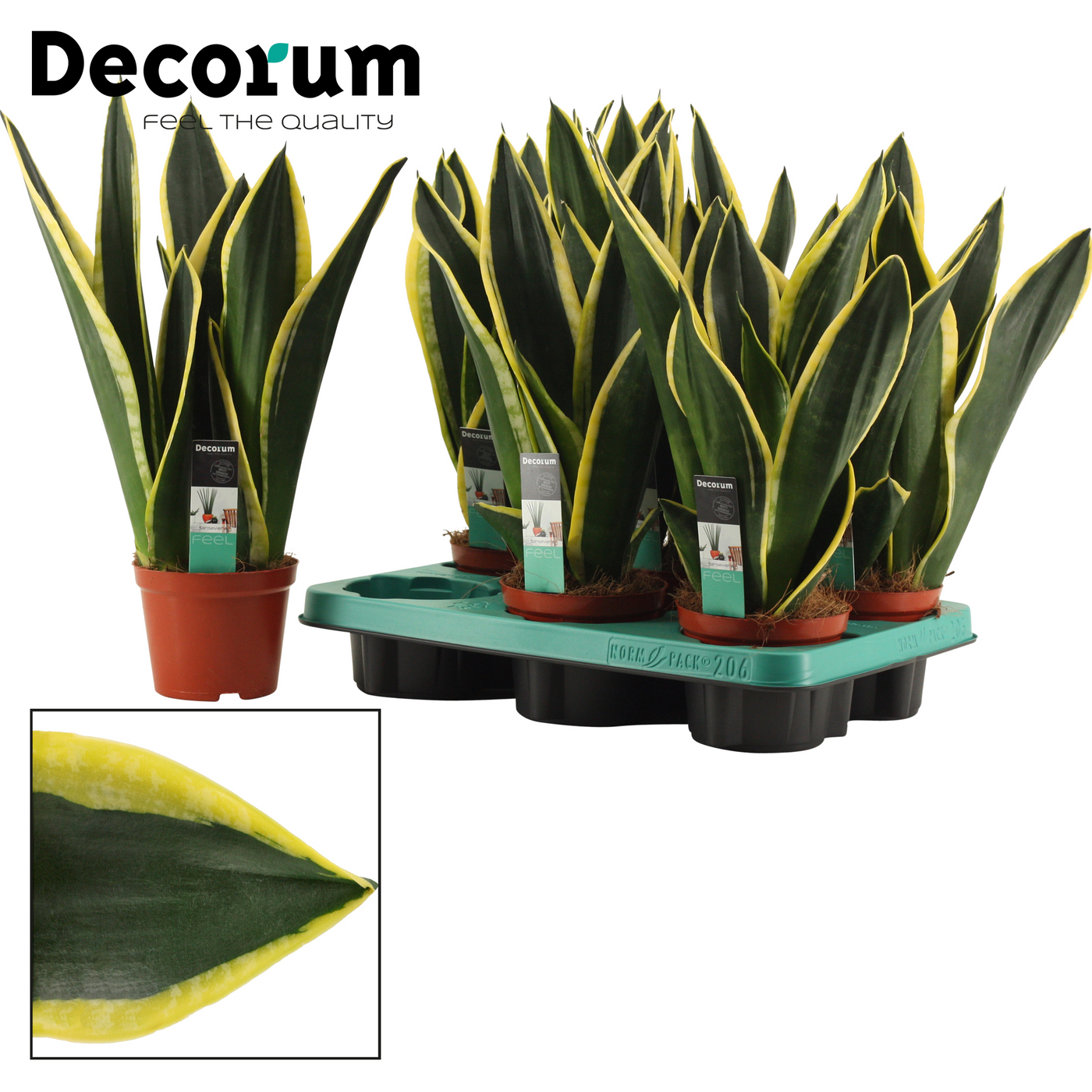 Planta naturala H35cm Sansevieria Night Shade PS12/ in pamant