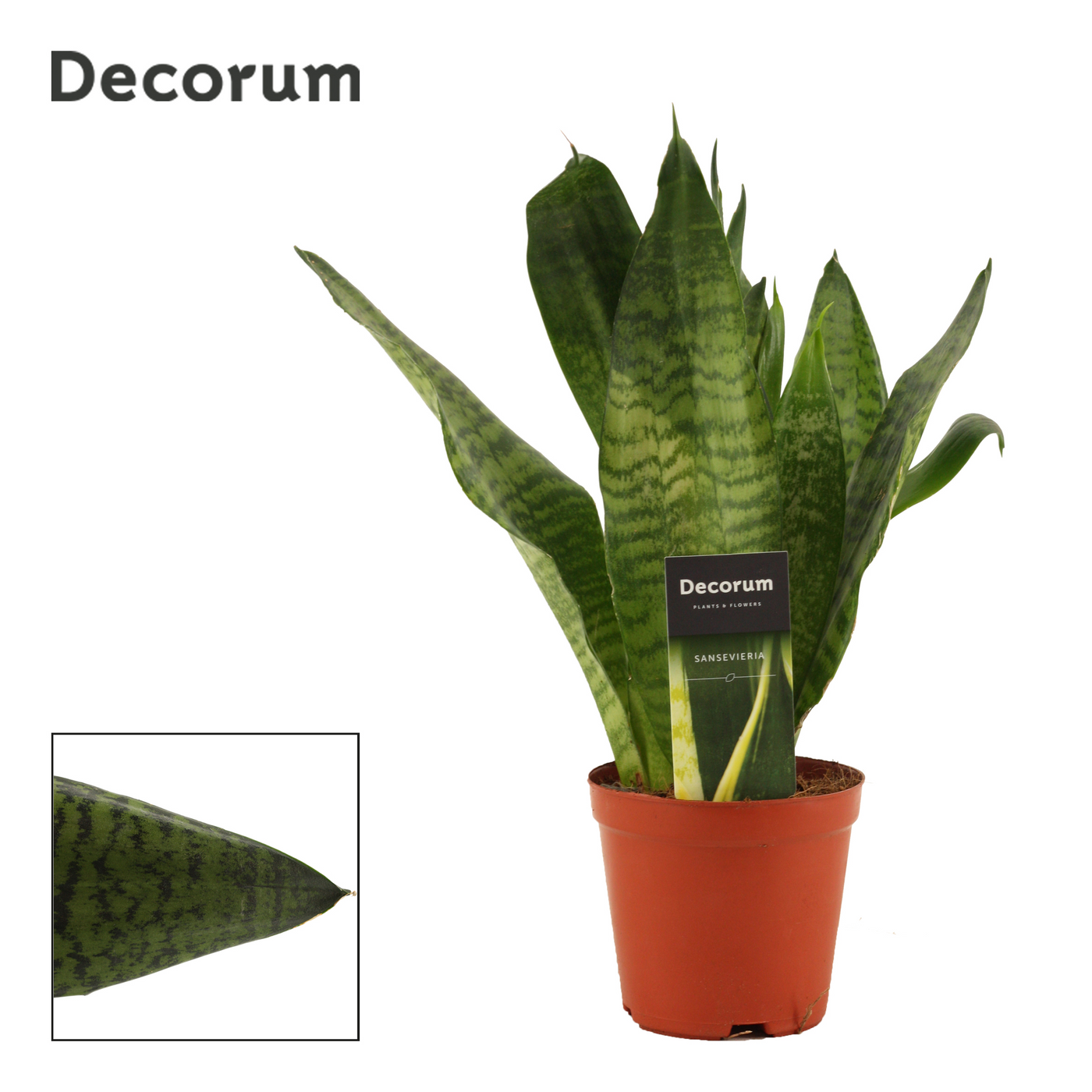 Planta naturala H35cm Sansevieria Super Green PS12/ in pamant