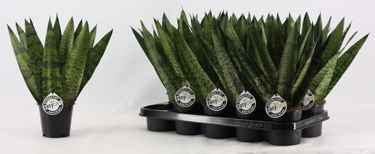 Planta naturala H35cm Sansevieria zeylanica Fan PS12/ in pamant