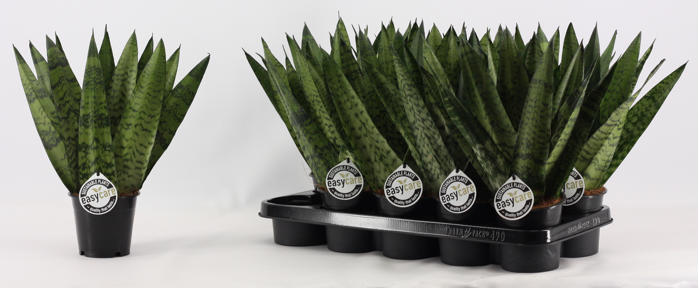 Planta naturala H35cm Sansevieria zeylanica Fan PS12/ in pamant