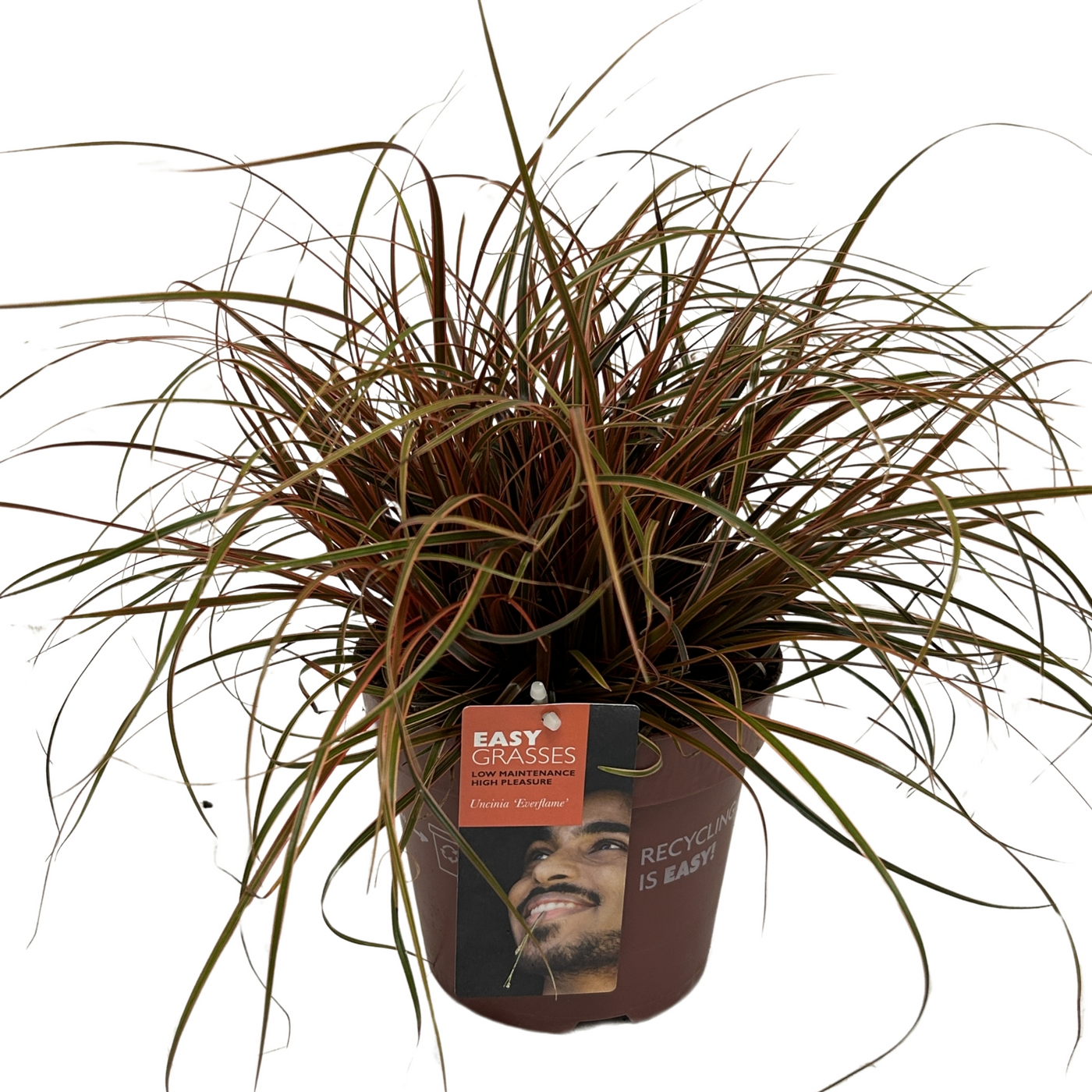 Planta naturala H35cm Uncinia rubra 'Everflame' PS17/ in pamant