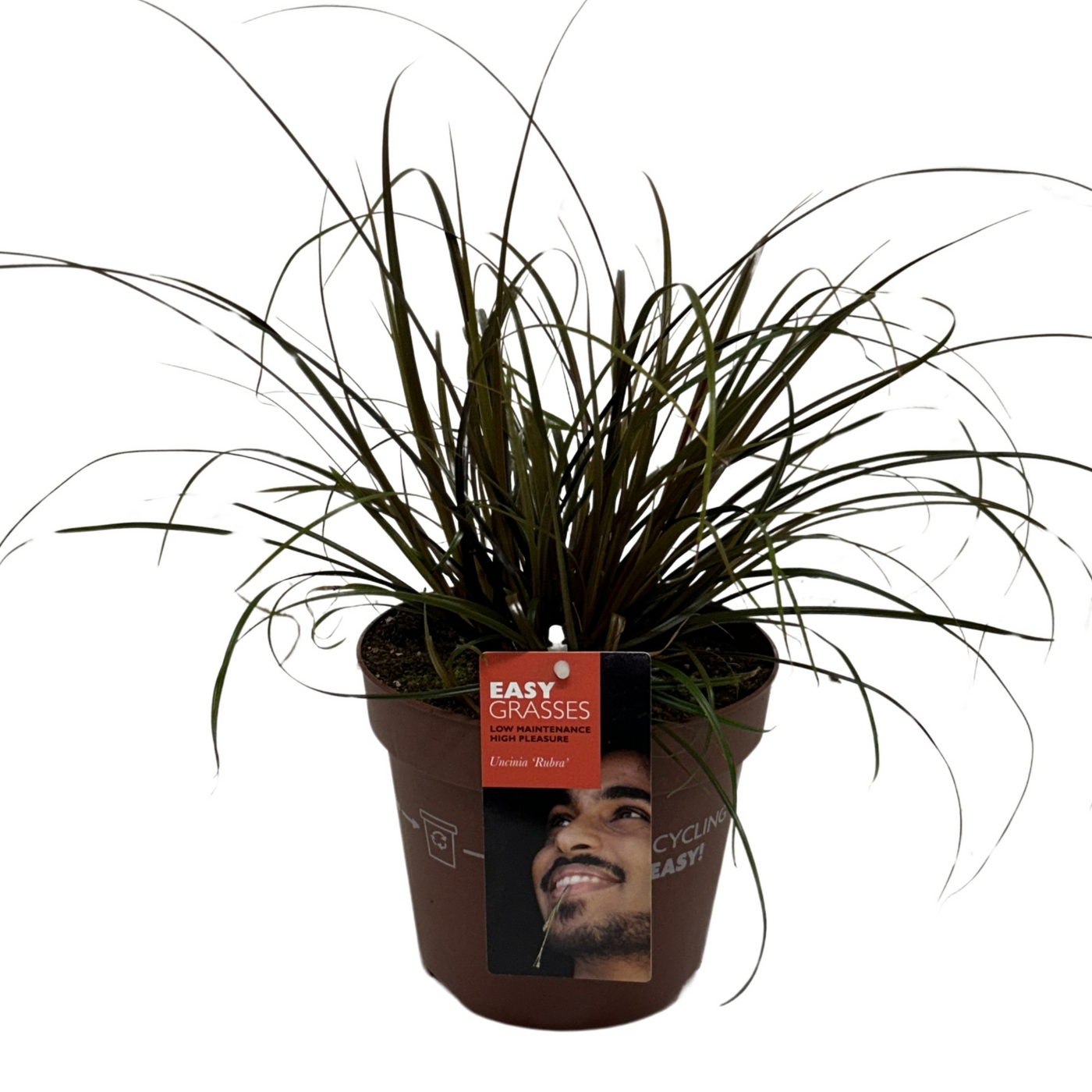 Planta naturala H35cm Uncinia unciniata 'Rubra' PS17/ in pamant