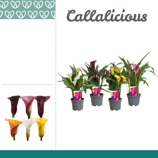 Planta naturala H35cm Zantedeschia Mix PS10/ in pamant