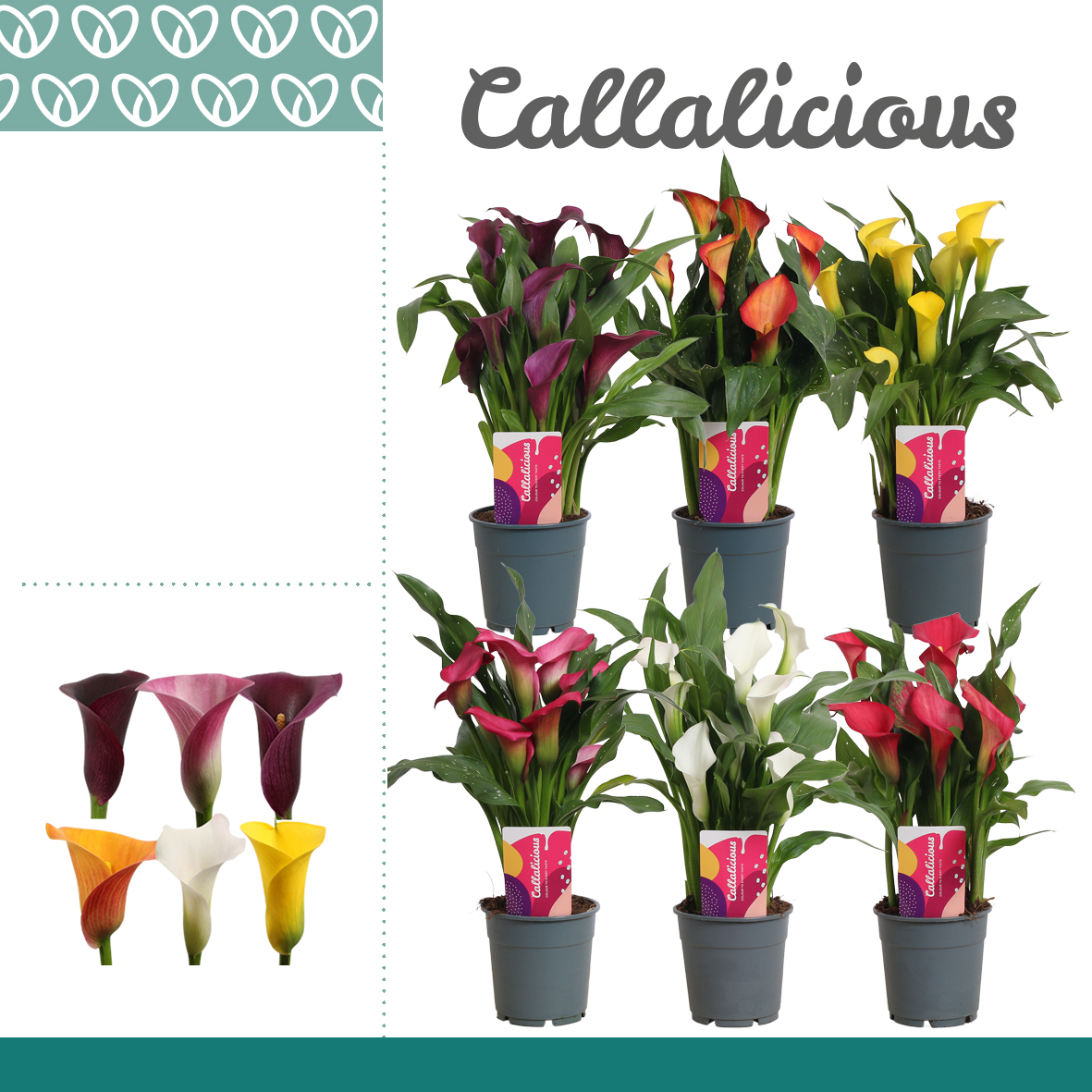 Planta naturala H35cm Zantedeschia Mix PS12/ in pamant