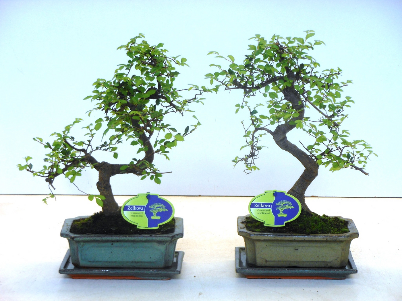 Planta naturala H35cm Zelkova parvifolia PS20/ in pamant