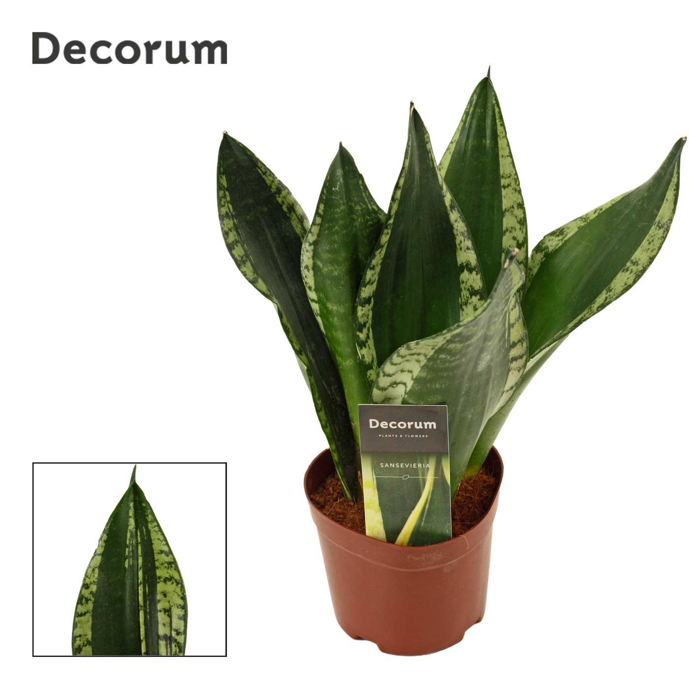Planta naturala H36cm Sansevieria Silver flame PS12/ in pamant