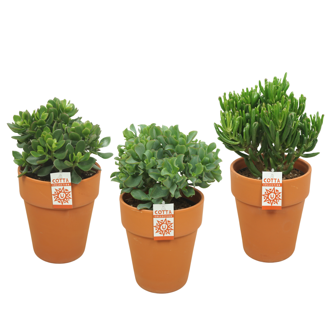 Planta naturala H38cm Crassula mix PS17/ in pamant