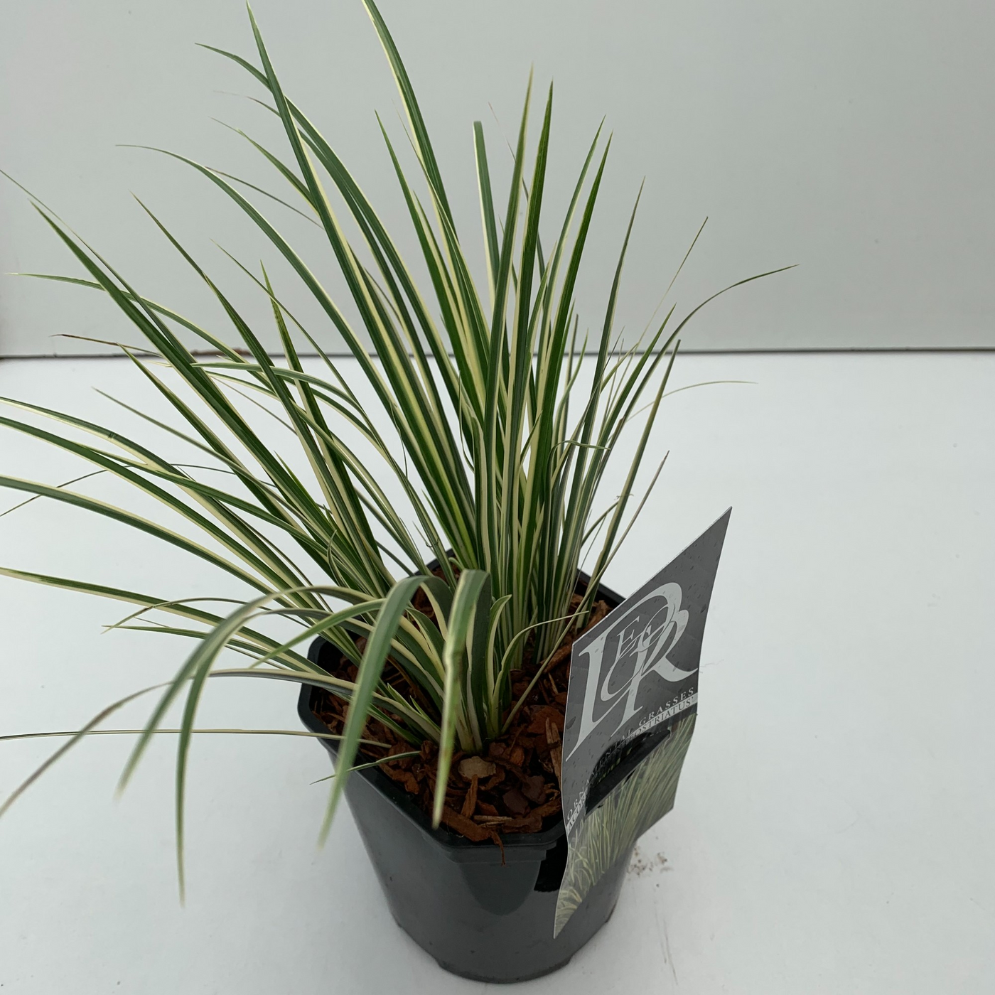 Planta naturala H40cm Acorus 'Argenteostriatus' PS17/ in pamant