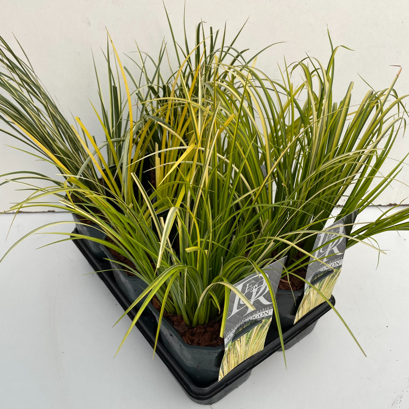 Planta naturala H40cm Acorus gramineus mix tray PS17/ in pamant