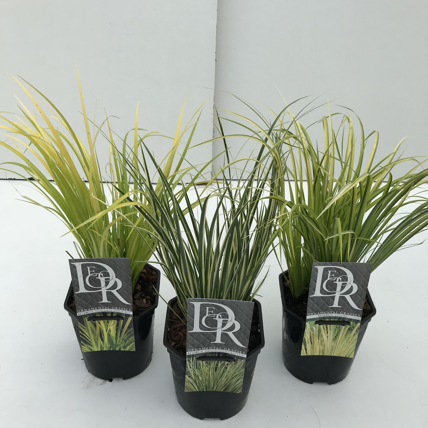 Planta naturala H40cm Acorus gramineus 'Ogon' mix PS17/ in pamant