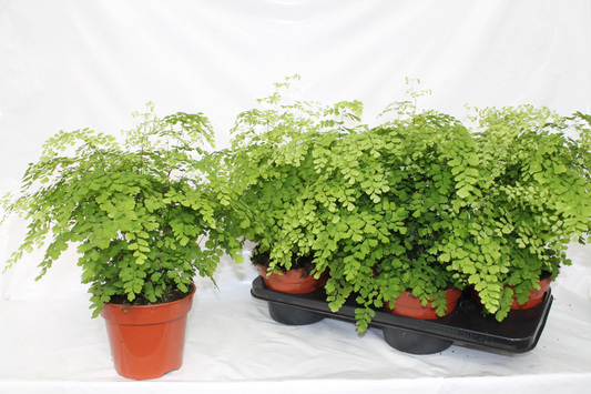 Planta naturala H40cm Adiantum raddianum 'Fragrans' PS17/ in pamant