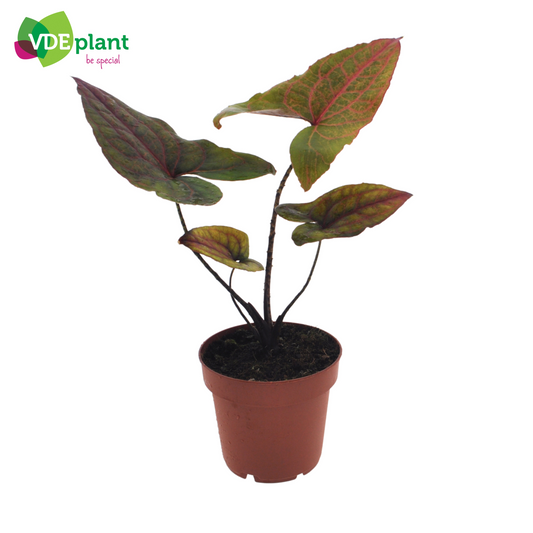 Planta naturala H40cm Alocasia Black Jack PS12/ in pamant