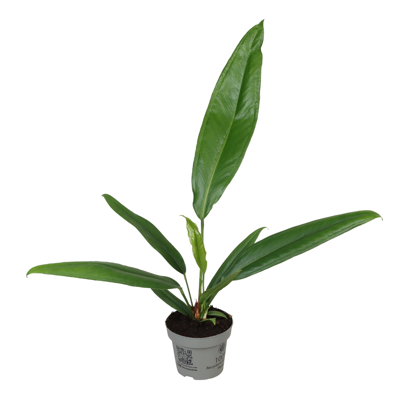 Planta naturala H40cm Anthurium bakeri PS12/ in pamant