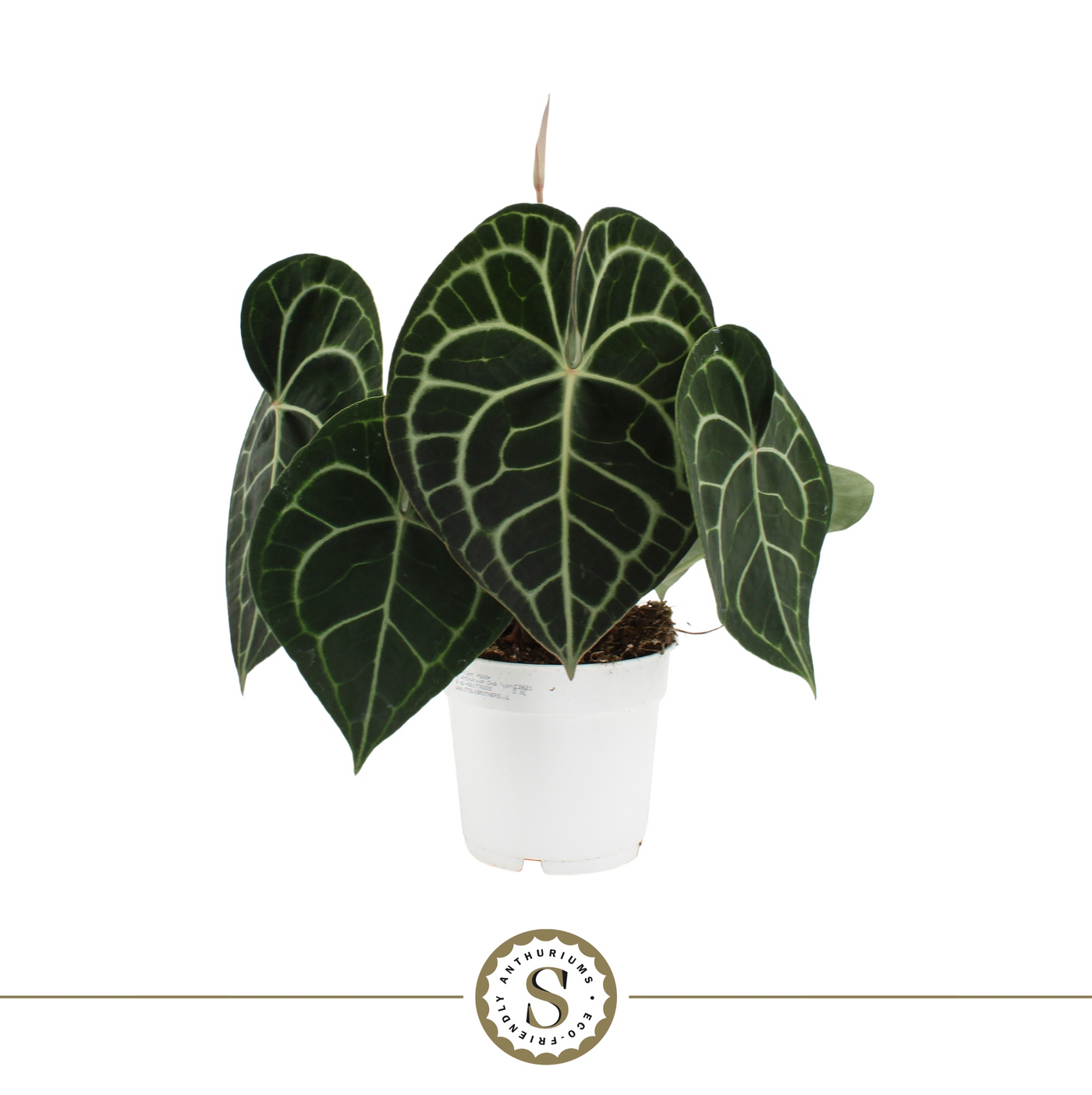 Planta naturala H40cm Anthurium Clarinervium PS14/ in pamant