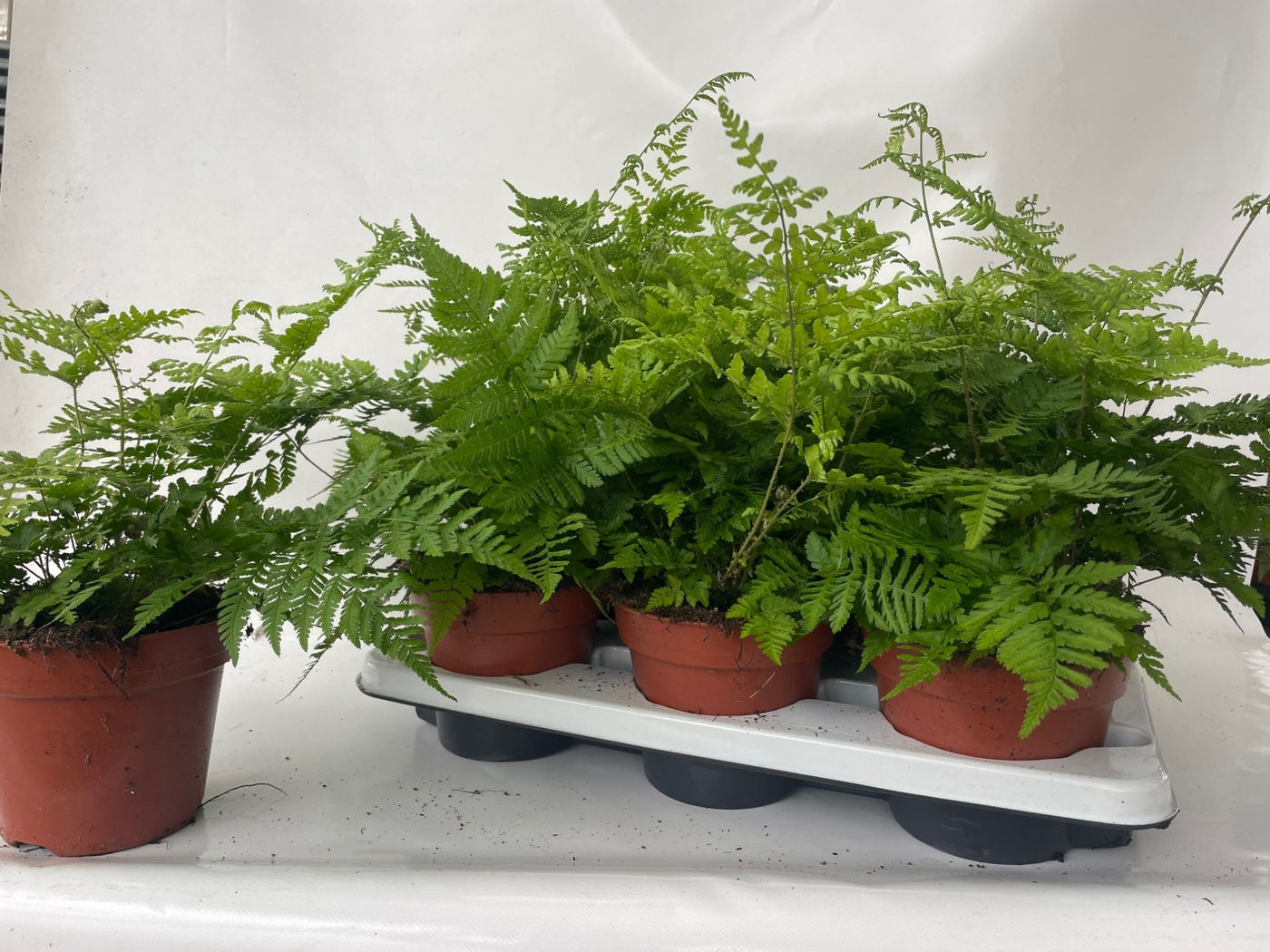 Planta naturala H40cm Athyrium spicatum PS17/ in pamant