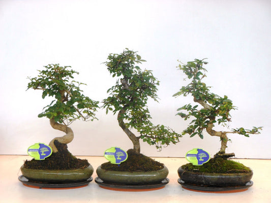 Planta naturala H40cm Bonsai mix in ghiveci ceramic cu farfurie PS24/ in pamant