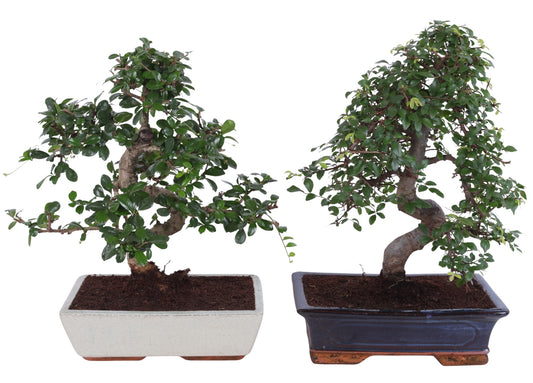 Planta naturala H40cm Bonsai mix in ghiveci ceramic PS30/ in pamant