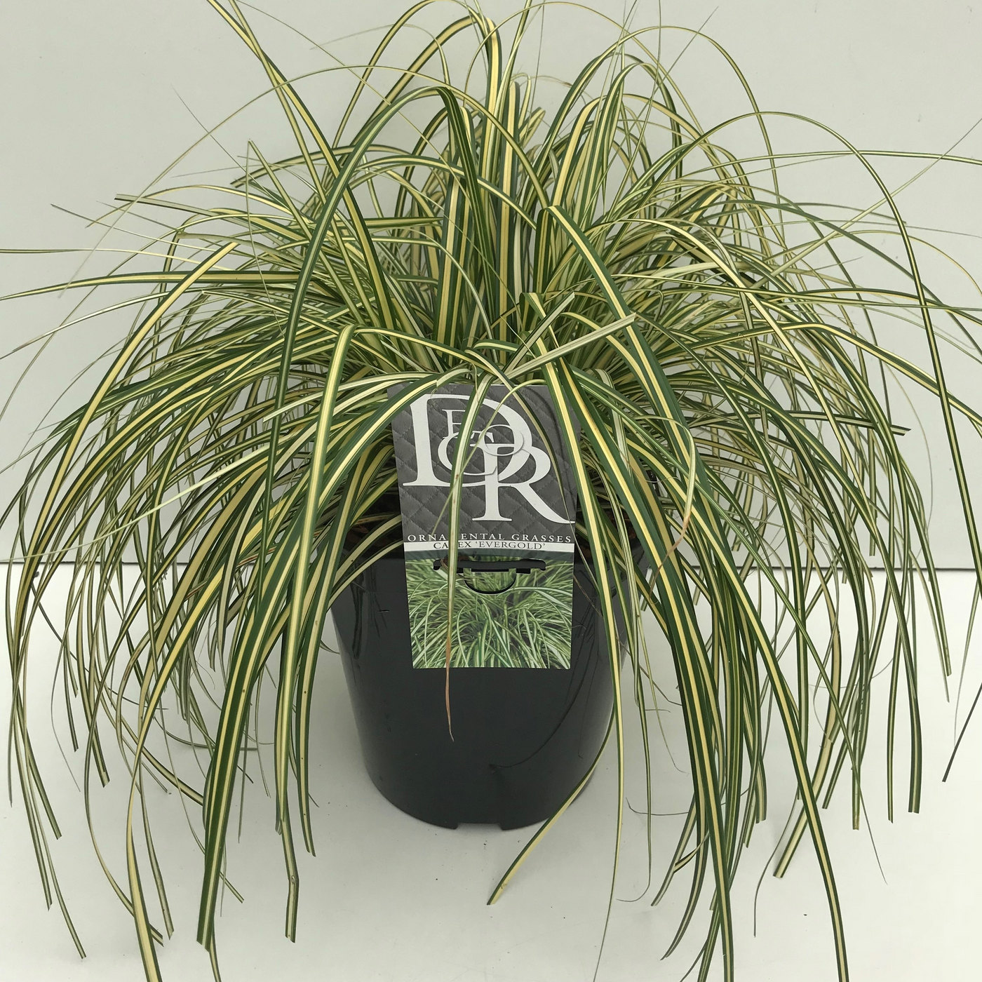 Planta naturala H40cm Carex hachijoensis 'Evergold' PS23/ in pamant